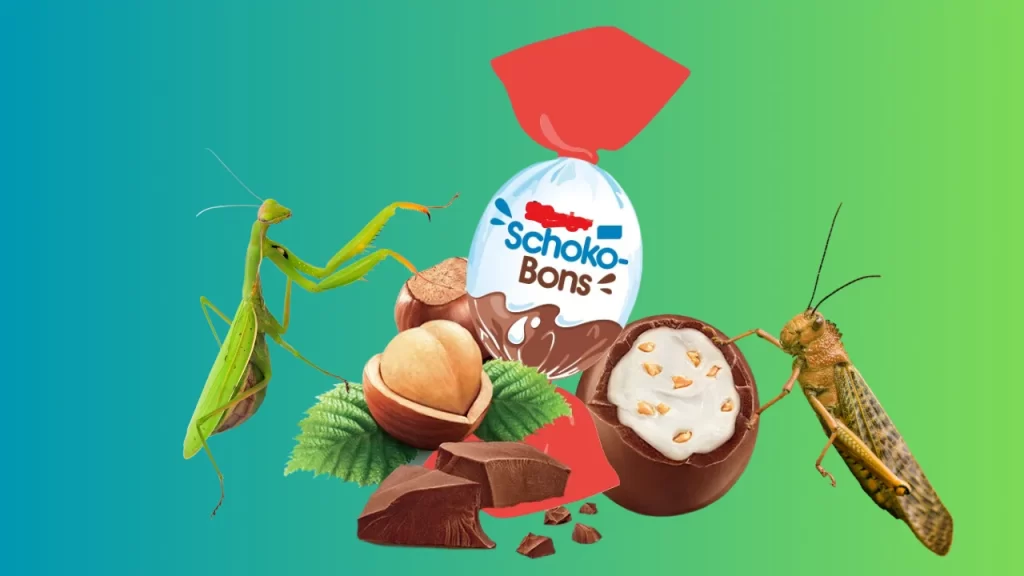 Sind in Kinder Schokobons Insekten drin? Ein Blick auf die Fakten