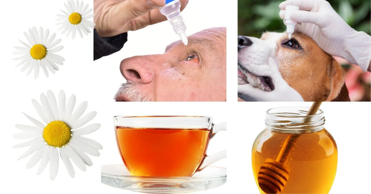 Bindehautentzündung Hausmittel: Eine Anleitung für Alle, Menschen und Tiere