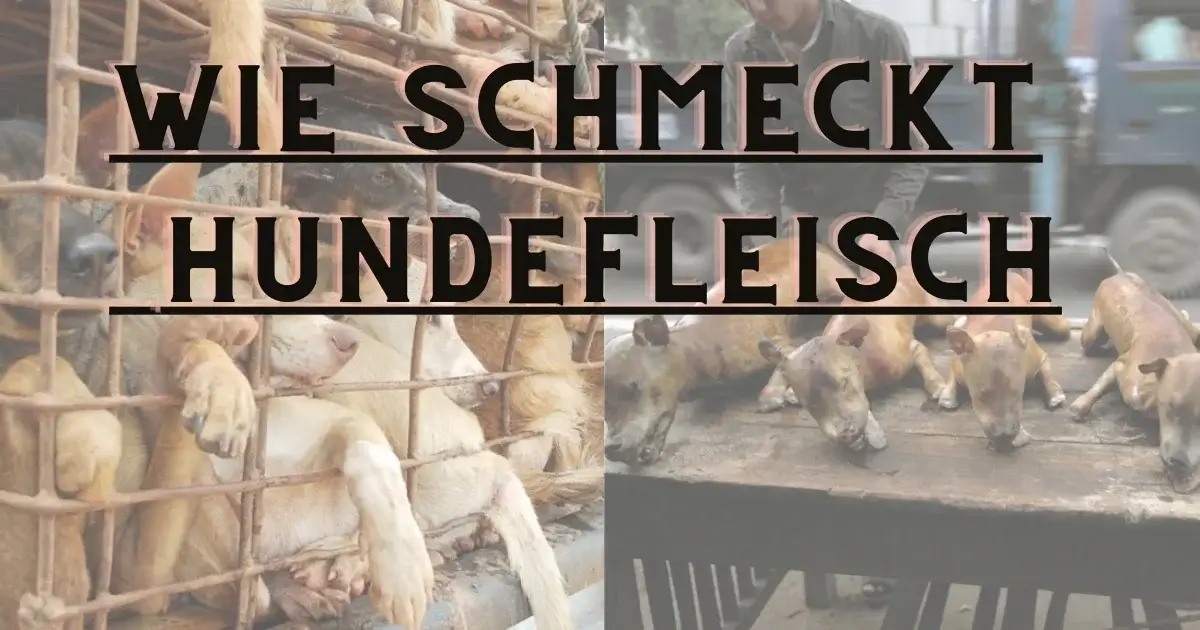 Der Geschmack von Hundefleisch