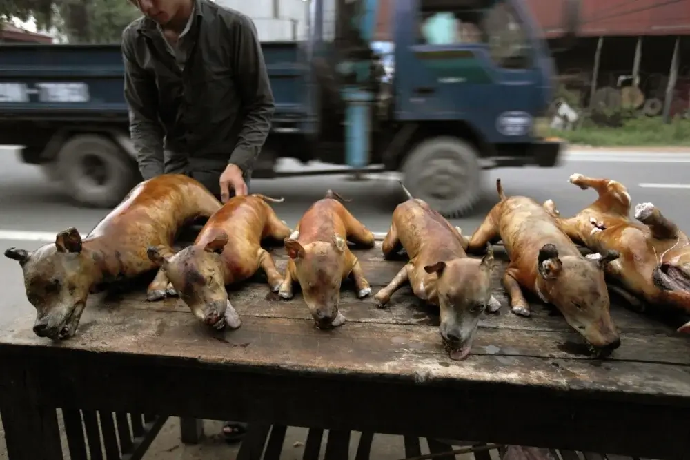 Der Geschmack von Hundefleisch Ein Erfahrungsbericht aus Ostasien